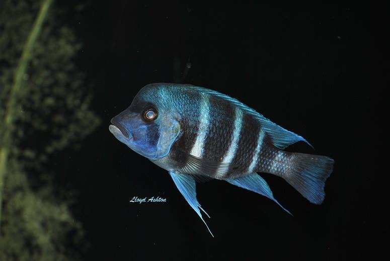 Cyphotilapia gibberosa 'Kansombo'